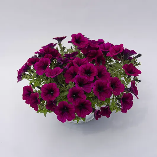 Clipping Path Photo (Before) 2