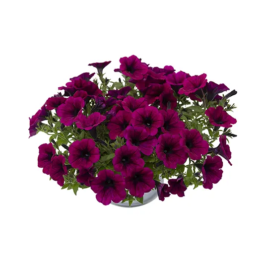 Clipping Path Services Provider (After)