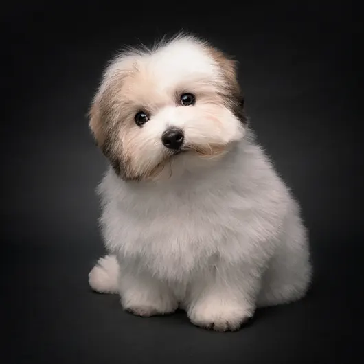 Image Masking (Before)