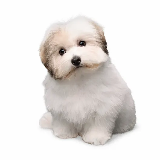 Image Masking (after)